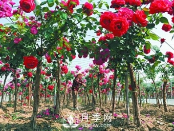 新品“月季树”为北京市花添色彩，居然引种自南阳内乡